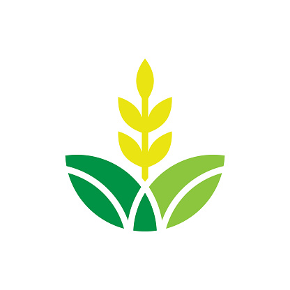 Corn Design Template Vector Isolated Illustration Stock Illustration ...