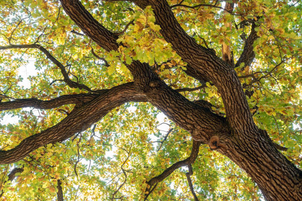 Low Angle View of  Oak Tree Background in Autumn. Tree Top Shot from Below