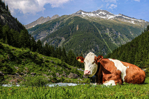 Serene scene of cows grazing in a lush green field with a charming village and mountains creating a picturesque backdrop. Emphasizes rural life, nature, and tranquility.
