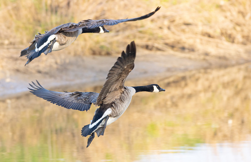 Canadian goose in flight.