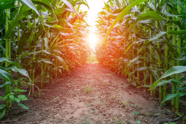 グリーントウモロコシフィールド - corn corn crop field stem ストックフォトと画像