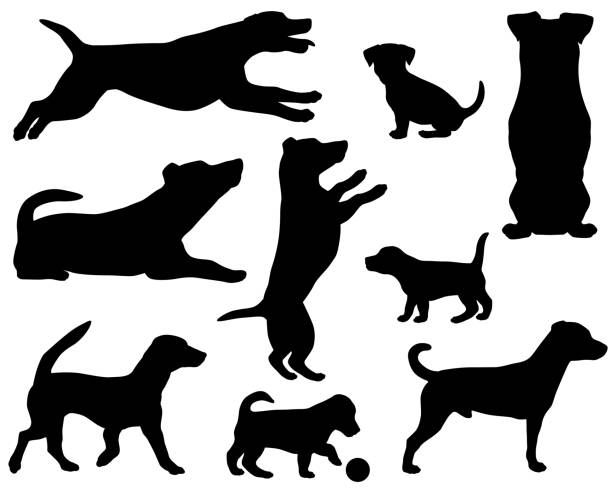 illustrazioni stock, clip art, cartoni animati e icone di tendenza di jack russell terrier silhouette - exhibition of dog