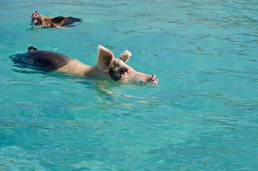 Swimming pigs in the sea, Big Major Cay(better known as Pig island or Pig beach), Greater Exuma, Bahamas.
