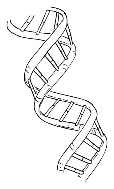 ilustraciones, imágenes clip art, dibujos animados e iconos de stock de dna double helix, ilustración de dibujos animados de science vector - dna helix helix model symmetry