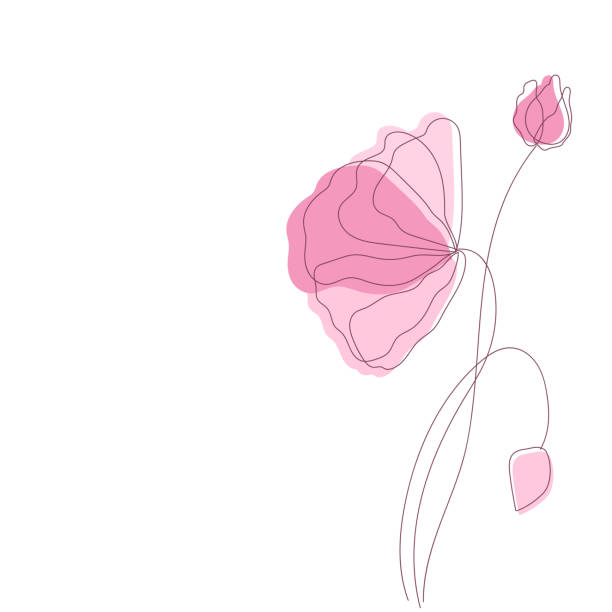 ilustrações, clipart, desenhos animados e ícones de papoula vetorial ou flores de rosa com silhueta delineada isolada em fundo branco. - poppy single flower red white background