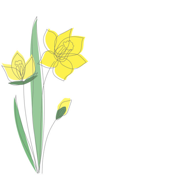 흰색 배경에 분리 된 윤곽 실루엣과 벡터 노란색 수선화 꽃. - daffodil stock illustrations