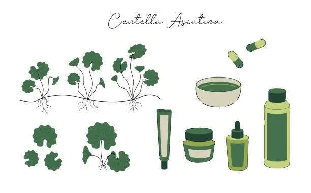 Vector illustration of Centella Asiatica