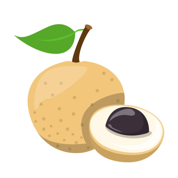 Longan tropical fruit isolated. Exotic natural plant Longan tropical fruit vector isolated. Illustration of exotic natural plant. Fresh sweet dessert. Healthy juicy product. longan stock illustrations