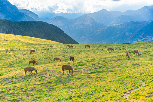 Horses grazing at sunset in Puerto de Sahun mountain pass of the Pyrenees in Huesca Aragon of Spain