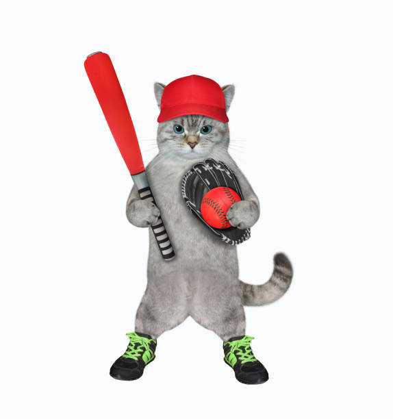 An ashen cat baseball player in a cap holds a red bat, a ball and a glove. White background. Isolated.