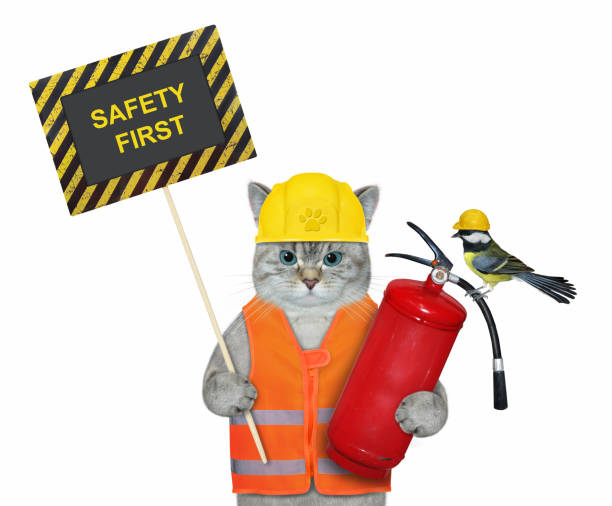 istock Cat ashen holds extinguisher and poster 1367804647