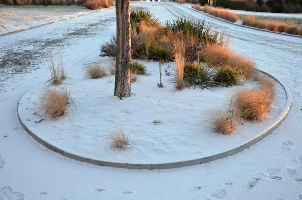 Photo of perennial beds with ornamental flowers and grasses. lightly covered with a layer of fresh snow. the textures of dry stems and leaves and flowers are highlighted. prairie planting park