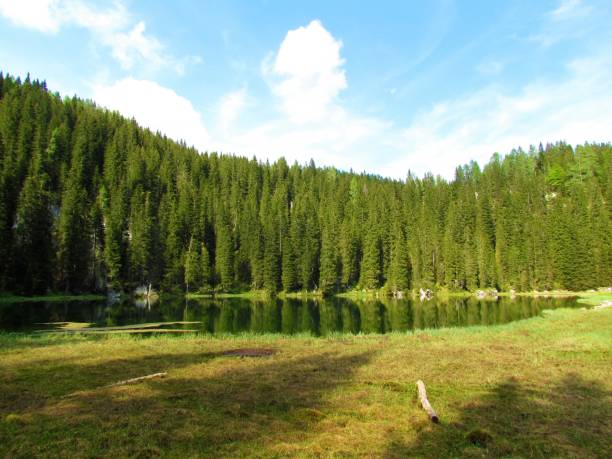 schöner see bei planina jezero in oberkrain, slowenien in den julischen alpen und triglav nationalpark mit einem nadelfichtenwald dahinter und einem spiegelbild der bäume im see - julian alps mountain lake reflection stock-fotos und bilder