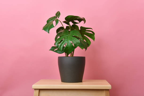 Artificial plant, Philodendron monstera planted on pink background, Indoor tropical houseplant for home and living room interior. stock photo