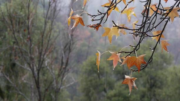 wylewanie kropli deszczu, żółte jesienne liście klonu. kropelki wody ulewy. - bare tree rain autumn tree zdjęcia i obrazy z banku zdjęć