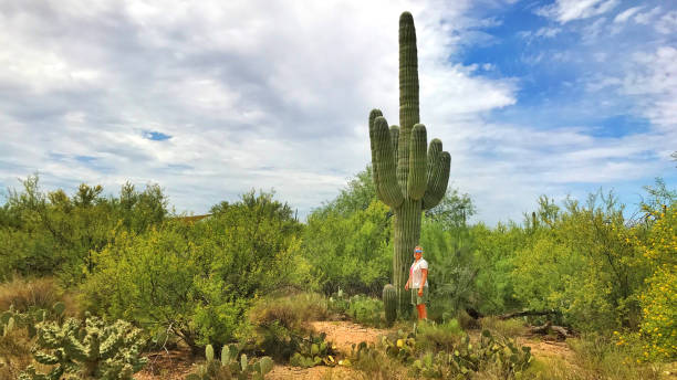 istock Huge Cactus in Saguaro National Park 1367808114