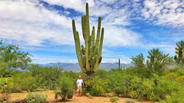 istock Huge Cactus in Saguaro National Park 1367808135