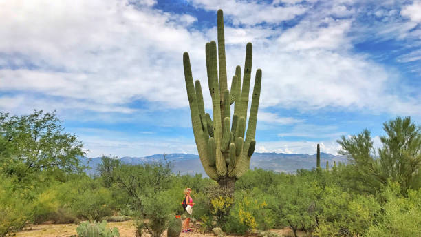 istock One tall Cactus in Saguaro National Park 1367808666