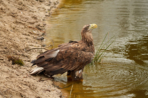 A sea eagle is drinking in the water. Water droplets leak from the beak. Reflection in the lake. Detailed, yellow beak brown feathers, animal themes.