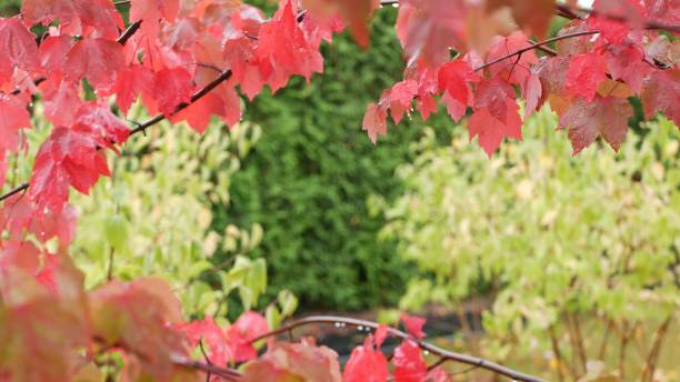 istock Rain drops, red autumn maple tree leaves. Water droplet, wet fall leaf in forest 1367810467