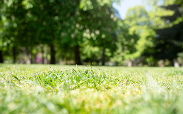 istock natural background with grass and trees - selective focus - summer concept. 1367810482