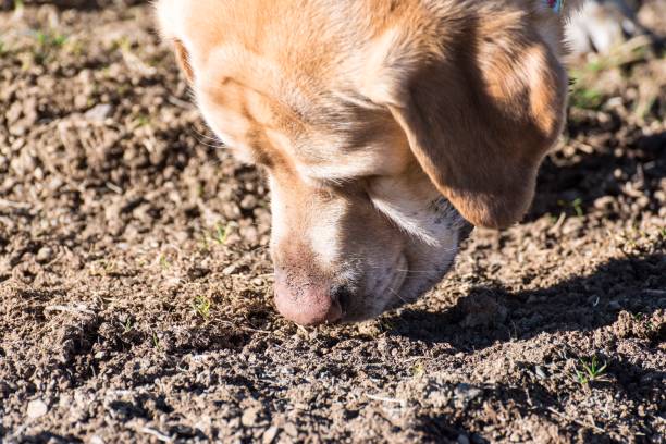 istock A dog looks for green shoots 1367812248