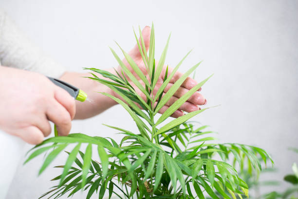 istock a woman's hands are watering flower in a pot. 1367813244