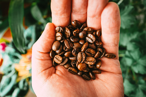 Close up macro color image depicting a human hand holding a handful of roasted coffee beans.