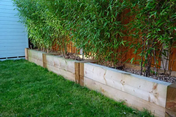 Lush bamboo plants in wooden railway sleeper raised beds, troughs or planters. Fashionable fence screen. Domestic back garden. Natural sunlight outdoors on a bright winters day. Essex, United Kingdom, January 2022.