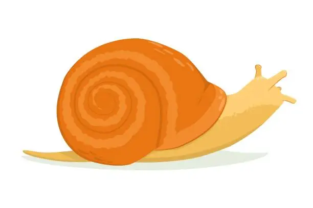 Vector illustration of vector illustration of a snail isolated on a white background