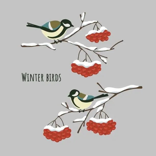 Vector illustration of Winter birds great tits sitting on snow-covered branches of mountain ash. Flat simple stain style. Vector illustration