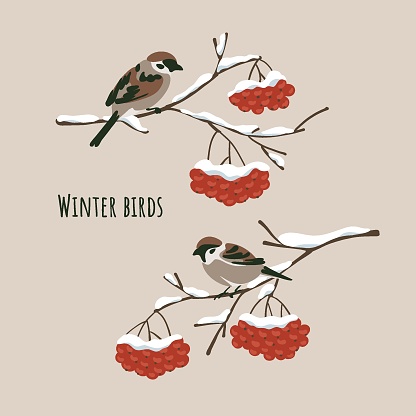Winter birds sparrows sitting on snow-covered branches of mountain ash. Flat simple stain style. Vector illustration