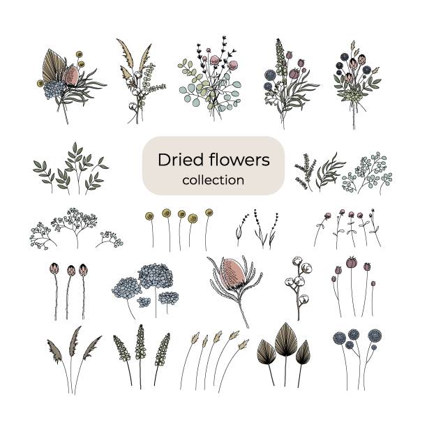 kuvapankkikuvitukset aiheesta sarja kuivattujen kukkien kukkakimppujen luomiseen. muokattava merkkijono. vektorin kuva - kuivattu kasvi
