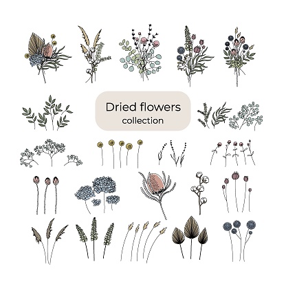 A set for creating bouquets of dried flowers. Editable string. Vector illustration