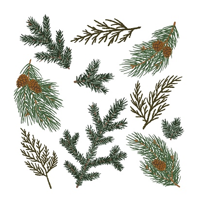 Set of coniferous branches pine, fir-tree, thuja.  Vector illustration
