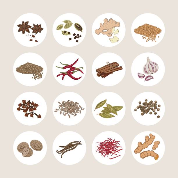 illustrations, cliparts, dessins animés et icônes de ensemble d’épices anis étoilé, cardamome gingembre moutarde coriandre coriandre chili poivre cannelle ail gousse caraway bay feuille allspice muscade vanille safran curcuma. illustration vectorielle - quatre épices