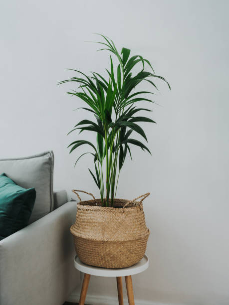 Kentia or howea forsteriana in room interior Kentia or Howea. Home plant palm howea forsteriana tree in seagrass wicker basket in scandinavian room interior. Pandemic hobbies and urban gardening. Aesthetic image of green palm in living room areca palm tree stock pictures, royalty-free photos & images