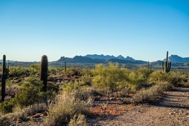 istock An overlooking view of Lost Dutchman SP, Arizona 1367821114
