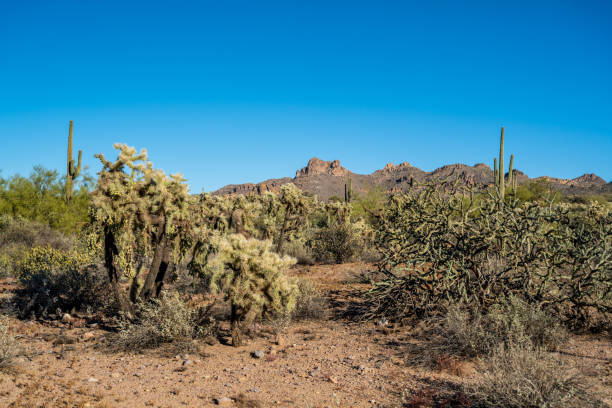istock An overlooking view of Lost Dutchman SP, Arizona 1367821265