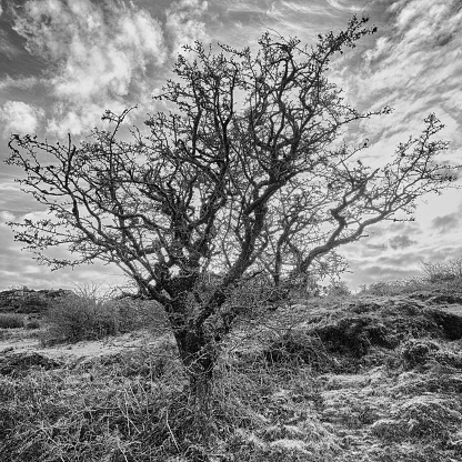A Lone Hawthorn on Dartmoor in Black and White