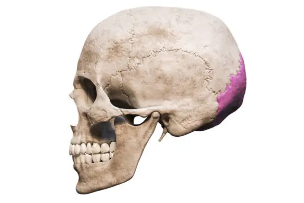 Photo of Anatomically accurate human male skull with colorized occipital bone lateral or profile view isolated on white background with copy space 3D rendering illustration. Blank anatomical and medical chart.