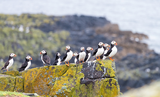 A group of puffins sharing a rocky perch near the sea on the Isle of May in Scotland's Firth of Forth.