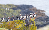 Puffins on the Isle of May, Scotland