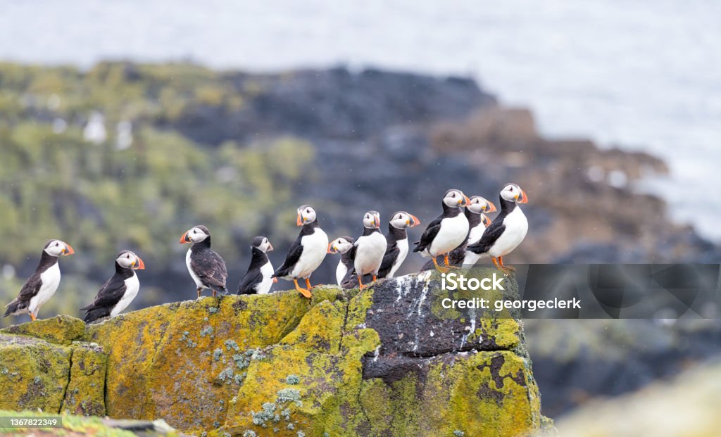 Puffins on the Isle of May, Scotland A group of puffins sharing a rocky perch near the sea on the Isle of May in Scotland's Firth of Forth. Puffin Stock Photo