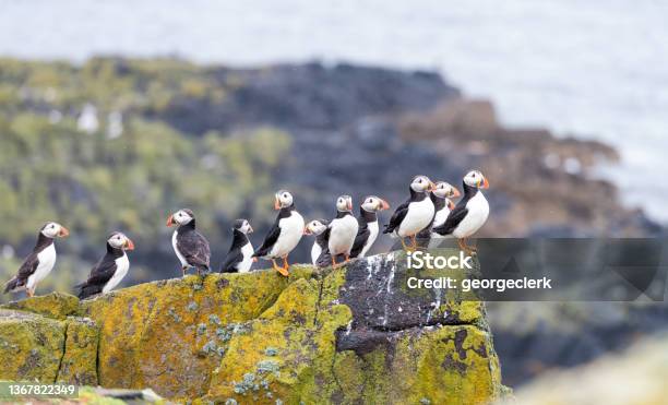 Puffins On The Isle Of May Scotland Stock Photo - Download Image Now - Puffin, Bird, Colony - Group of Animals