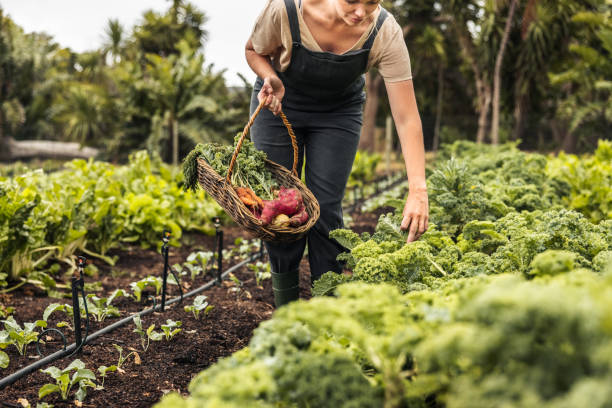 istock Woman picking fresh kale in a vegetable garden 1367823607