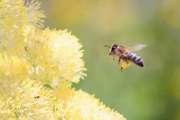 Bee - Apis mellifera - pollinates a blossom of the common meadow-rue, also known as poor man's rhubarb or yellow meadow-rue  - Thalictrum flavum