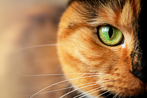 Extreme close-up of a cat's beautiful eye