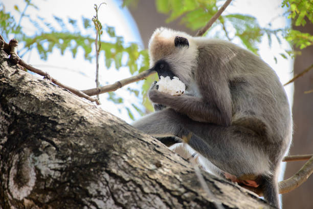 langur gris touffu affamé (semnopithecus priam thersites) singe mange du riz sur l’arbre de près. - sri lanka langur animals in the wild endangered species photos et images de collection