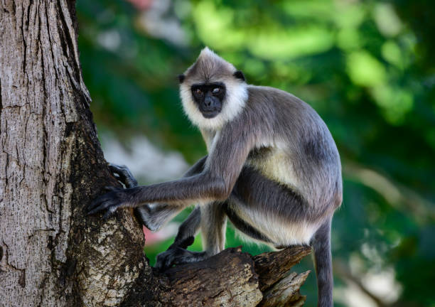 madras gris langur alpha singe à l’affût. perte de vision sur l’œil gauche, - sri lanka langur animals in the wild endangered species photos et images de collection